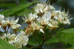 Crataegus holmesiana