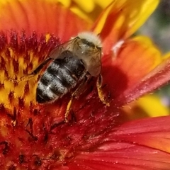 Apis mellifera