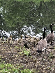 Branta canadensis