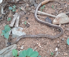 Oligodon taeniolatus