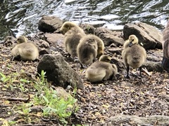 Branta canadensis