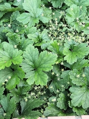 Alchemilla glabra