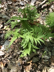 Phegopteris connectilis