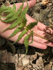 Phegopteris connectilis