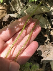 Phegopteris connectilis