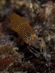 Gnathophyllum elegans