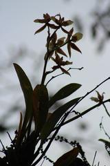 Rhynchostele maculata