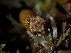 Gnathophyllum elegans