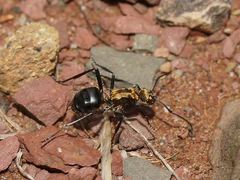 Polyrhachis semiaurata