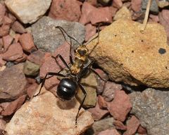 Polyrhachis semiaurata