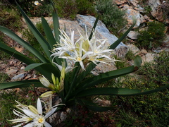 Pancratium illyricum