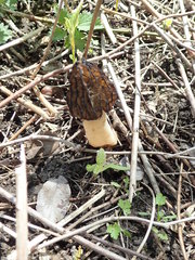 Morchella semilibera