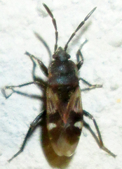 Lanchnophorus singalensis