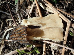 Morchella semilibera