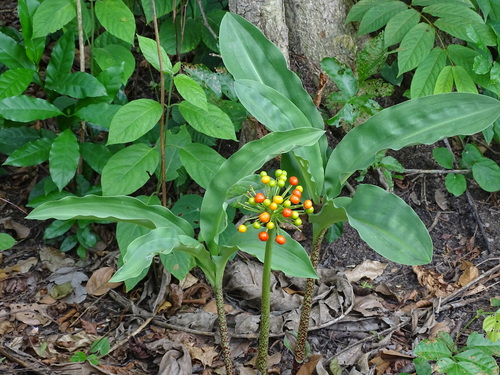 Scadoxus image