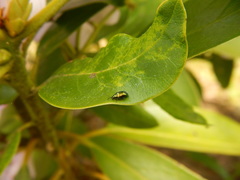 Gastrophysa