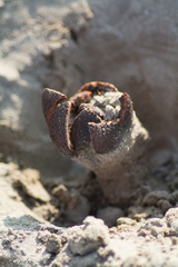 Prosopanche americana