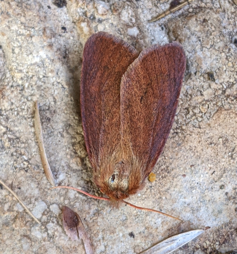 Brown Tiger Moth