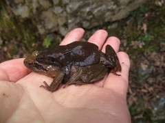 Rana sakuraii