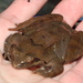Stream Brown Frog - Photo (c) Aiki Yamada, some rights reserved (CC BY-NC), uploaded by Aiki Yamada