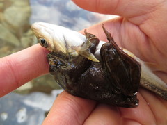 Rana sakuraii