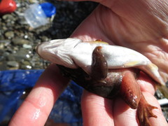 Rana sakuraii