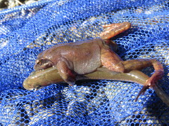Rana sakuraii