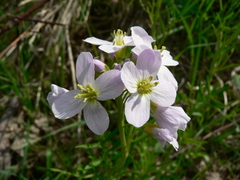 Cardamine bulbifera