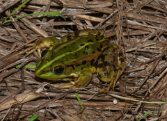 Pelophylax fukienensis