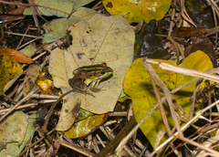 Pelophylax fukienensis