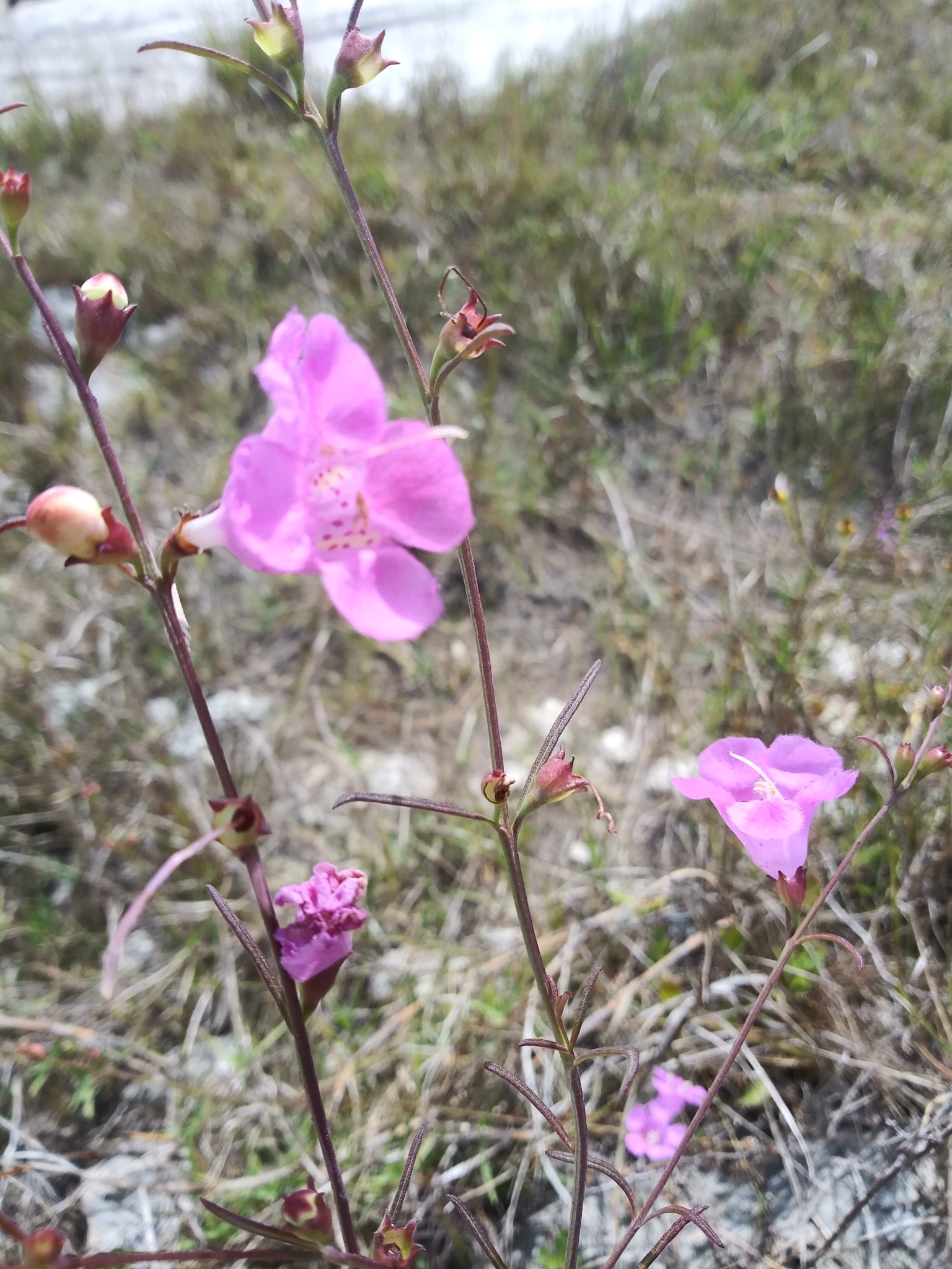 Agalinis harperi