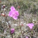 Coastal Plain False Foxglove - Photo (c) Ethan, some rights reserved (CC BY-NC), uploaded by Ethan