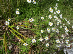 Osmitopsis osmitoides