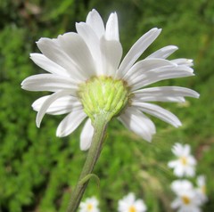 Osmitopsis osmitoides