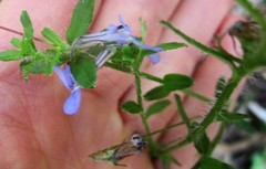 Lobelia neglecta