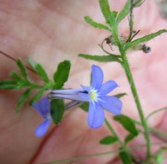Lobelia neglecta