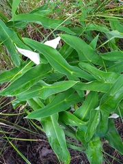 Peltandra sagittifolia