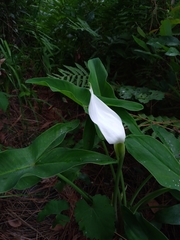 Peltandra sagittifolia