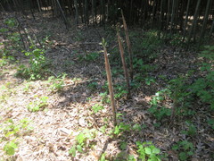 Phyllostachys nuda