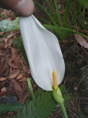 Peltandra sagittifolia