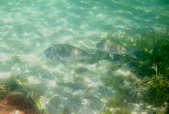 Acanthopagrus butcheri