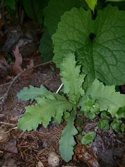 Papaver somniferum