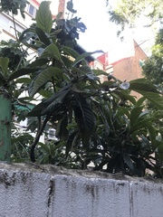 Eriobotrya