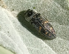 Acmaeoderopsis