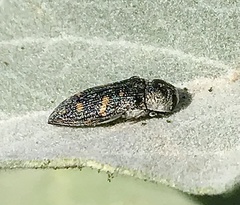 Acmaeoderopsis