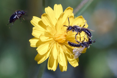 Panurginus albopilosus