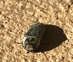 Acmaeoderopsis