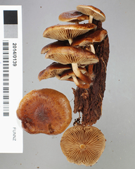 Pholiota multicingulata