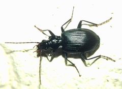 Limodromus