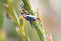 Clanoptilus marginellus